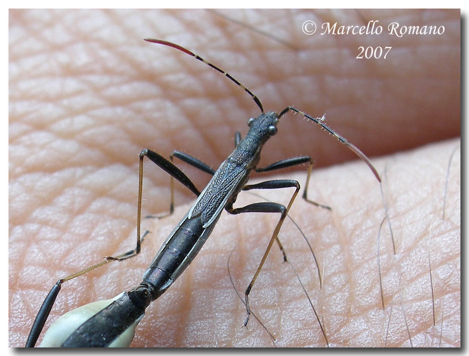 Album di eterotteri fotografati in Sicilia nel 2007